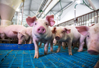 pigs in processing plant